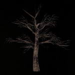 tree_leafless