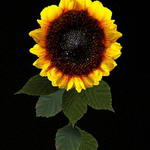 pad_sunflower_l
